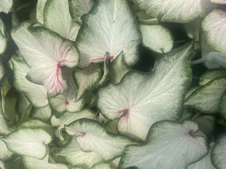 Pearl Blush Caladiums in 3.5" Pots